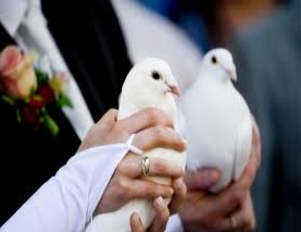 Seraph Spaceship Sleet Porumbei albi la nunta. Lansarea de porumbei albi, mai e la moda?